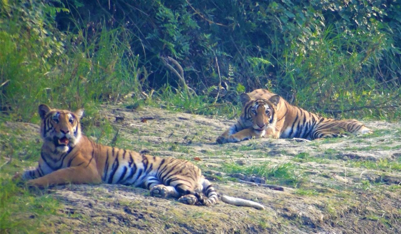 Mango Tree Lodge Bardiya Exterior foto